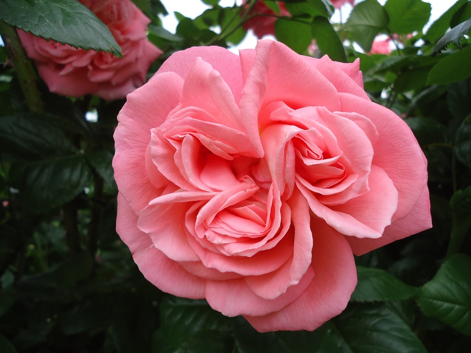 Pink flower valentine's day
