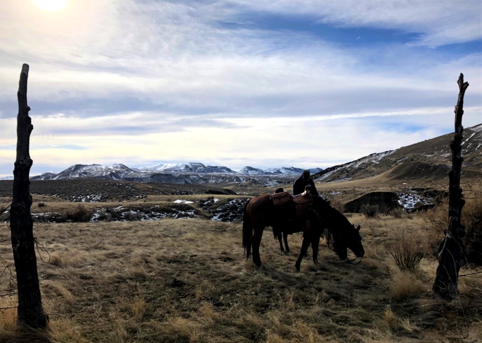 Saddle Horses - Upper Arnold - Cari Forsgren