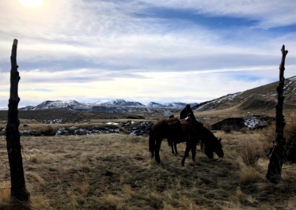 Saddle Horses - Upper Arnold - Cari Forsgren
