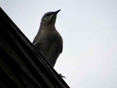 Bird Watcher photo