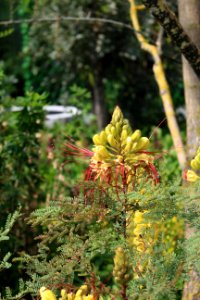 Chelsea Flower Show 2018-2