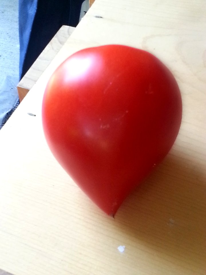 Amish paste tomato