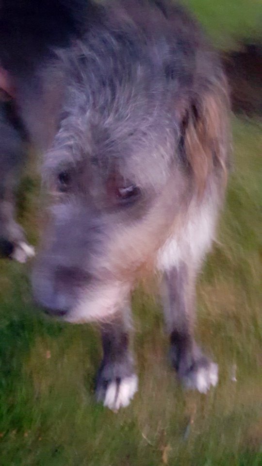 Merlin in motion.
