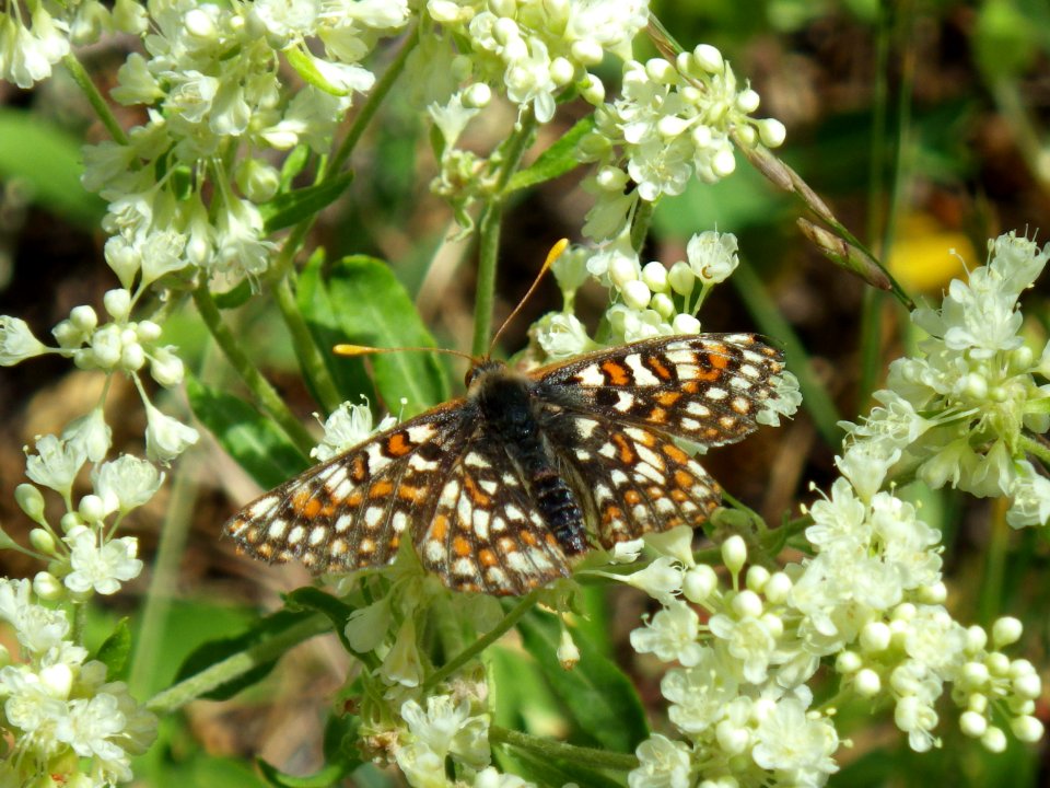 EdithsCheckerspotButterflyKemmerFO.DennisDoncaster