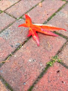 Fallen leaf