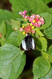 Butterfly flowers insect photo
