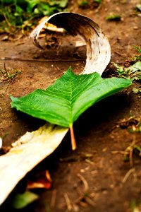 Leaf and bark photo