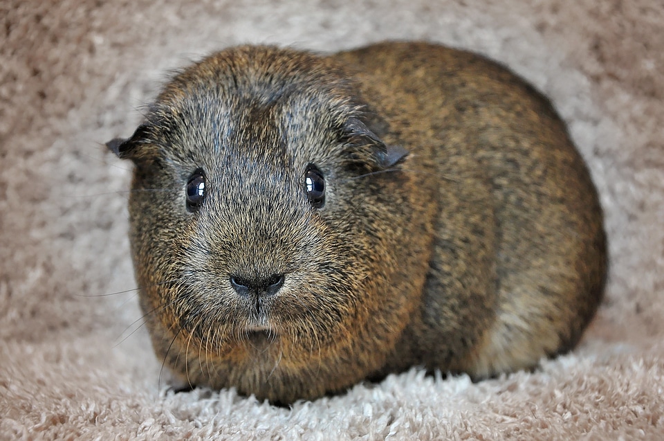 Black buff-agouti nager rodent
