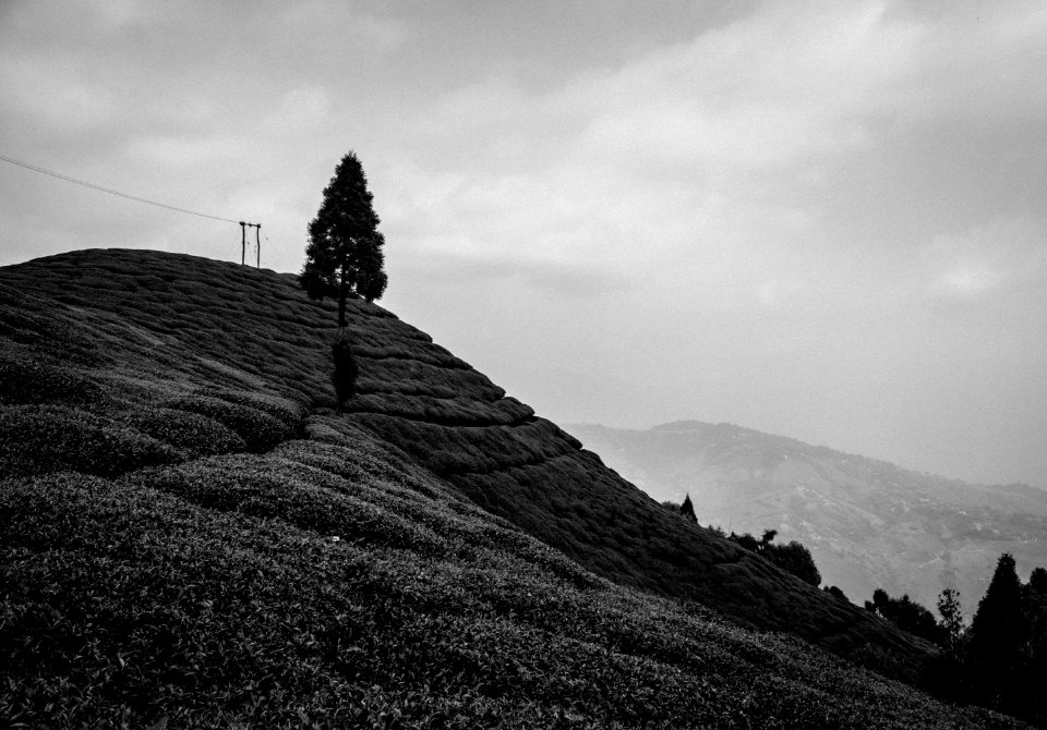 Darjeeling Tea Estate