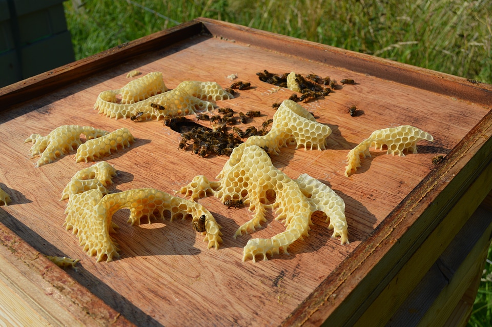 Honeycomb wax colony