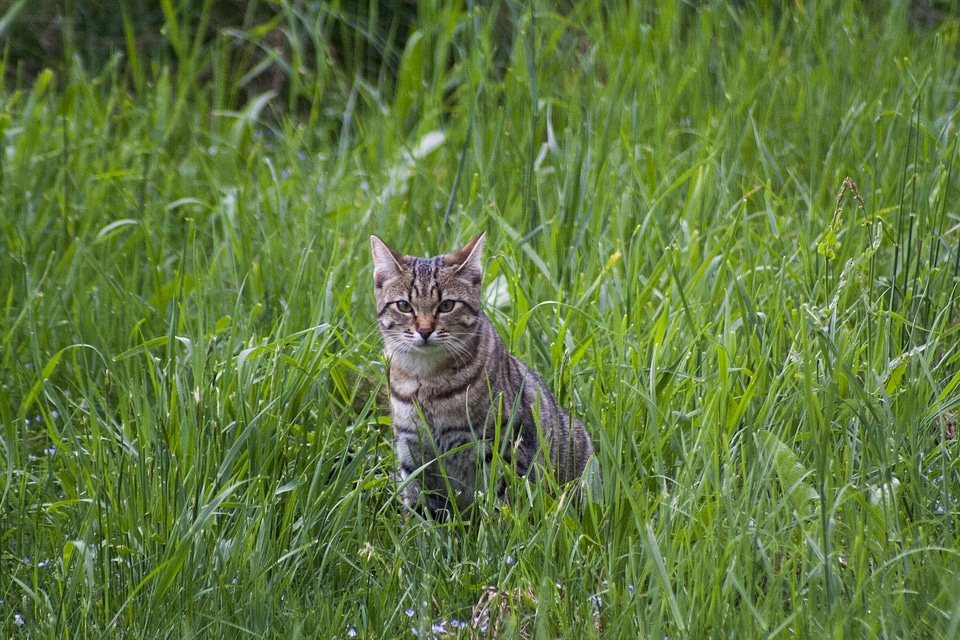 Meadow spring sit