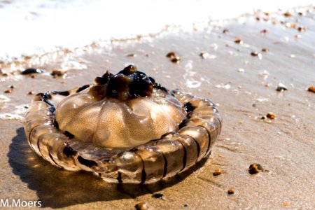 Jelly