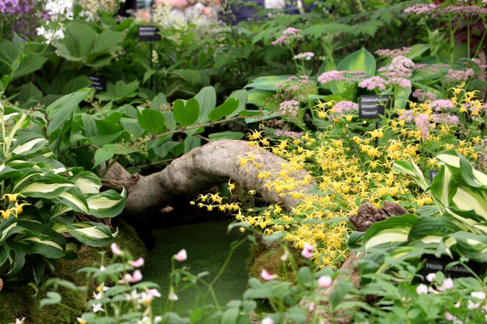 Chelsea Flower Show 2018-54