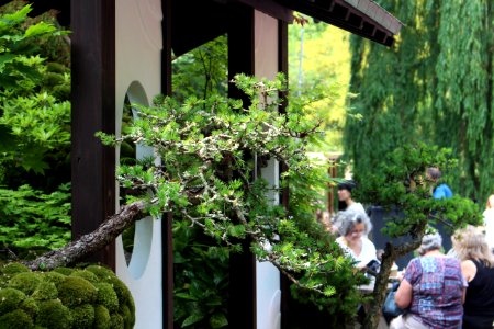 Chelsea Flower Show 2018-17