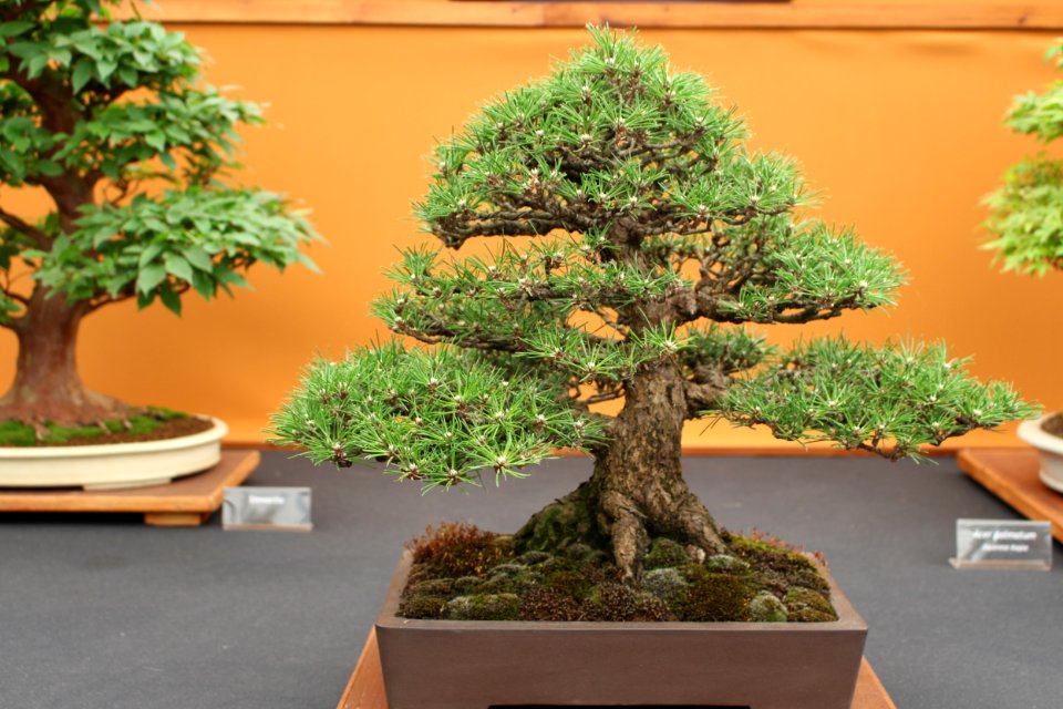 Chelsea Flower Show 2018-53