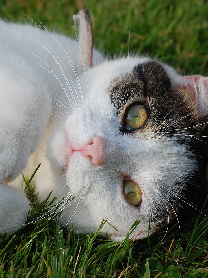 Cute animal domestic