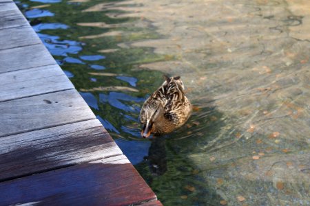Dare to touch me - Ducking around