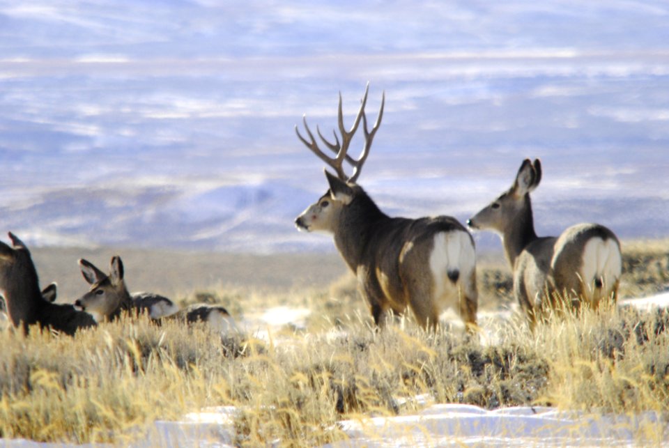 Mule Deer Mesa