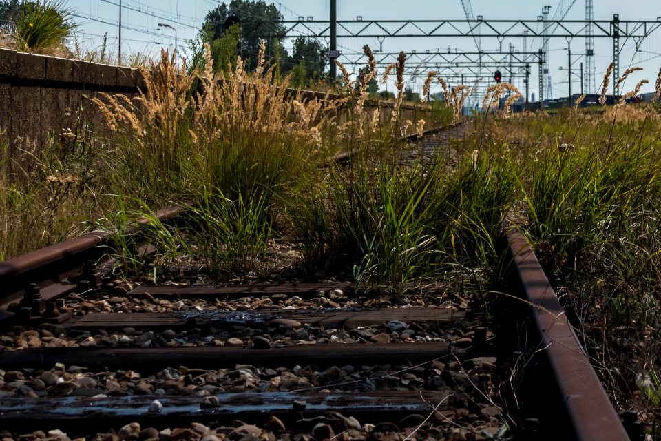 Abandoned Railway, Hoek van Holland