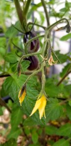 Day 180 little purple tomatoes