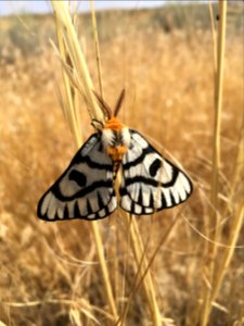 moth.nowatertrail.hannahfortney