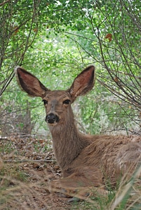 Nature resting ground photo