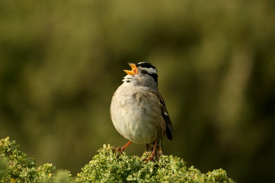 White-crowned Sparrow