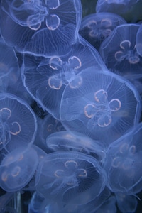 Nature jellyfish nautical