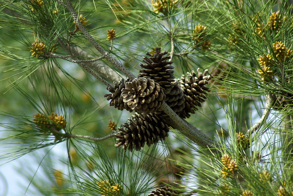 Pine pine apple trees