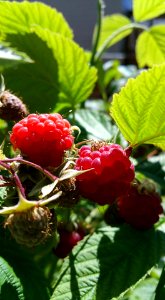 #365 june raspberries