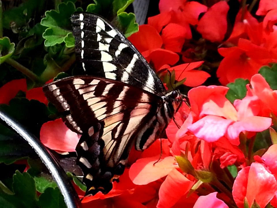 butterfly at home depot