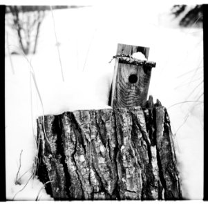 Stump with a bird house photo