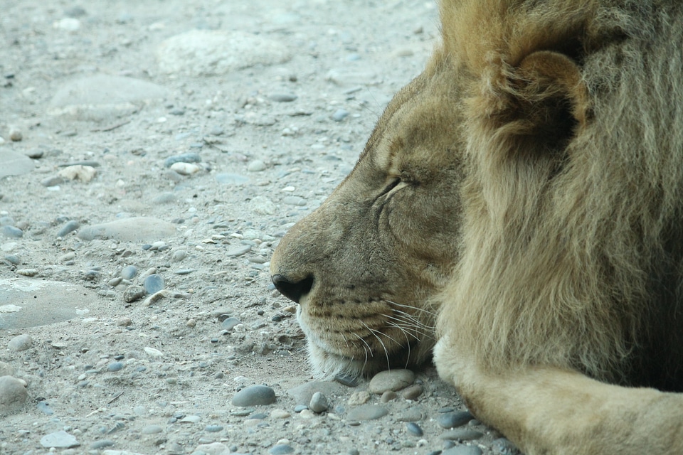Big cat cat sleep