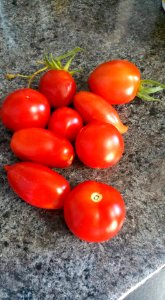 #365 first tomatoes