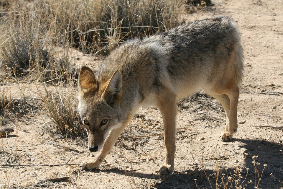 Park wild canine photo