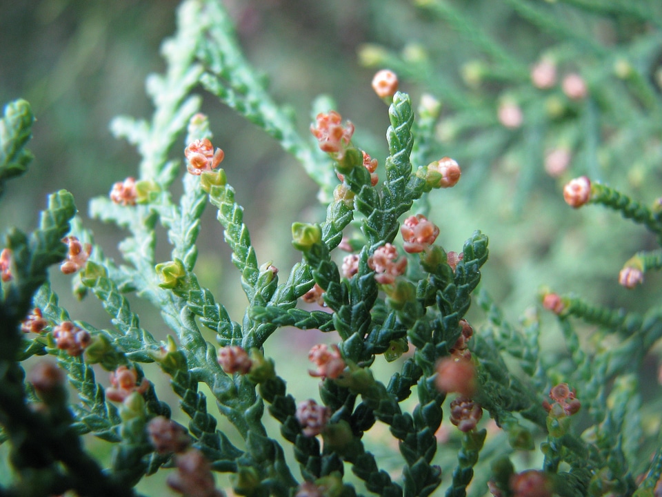 Flower nature branch