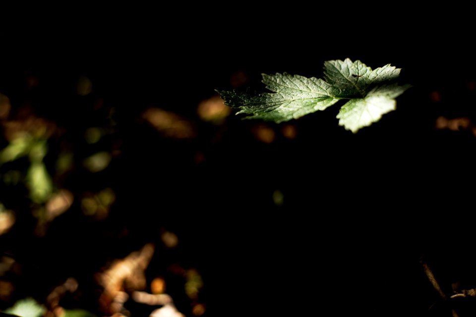 Current leaf