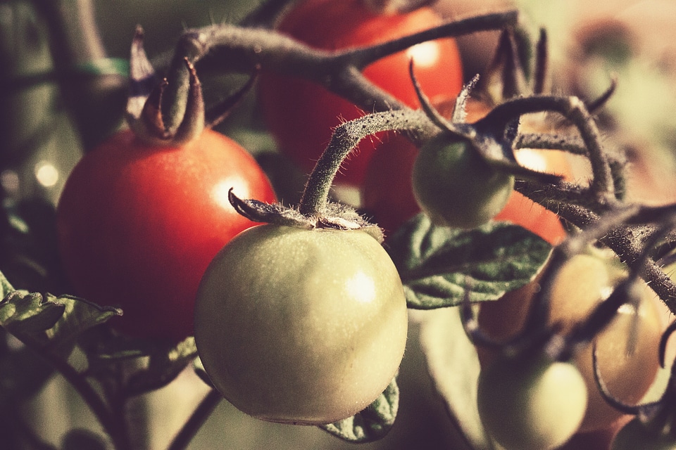 Vegetable food nature