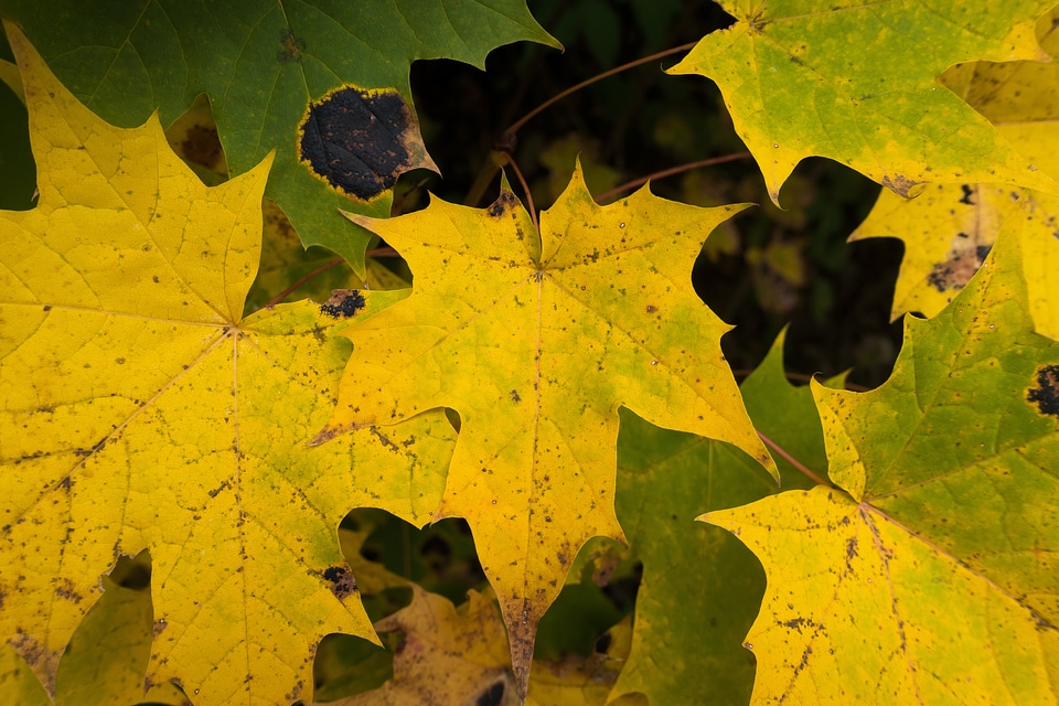 Yellow green leaves