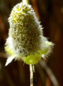 #365 pussyWillow Mar15 photo