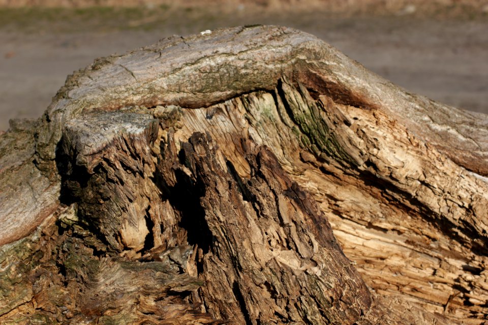 tree trunk wood 94