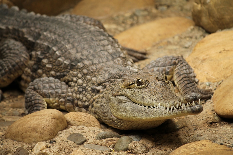 Waiting alligator reptile