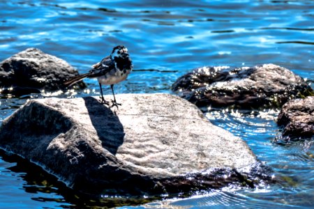 Wagtail, Hjälmaren, Sweden