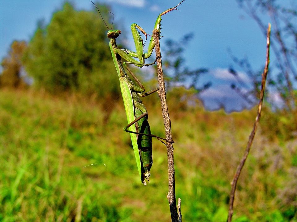 Nature mantis insect