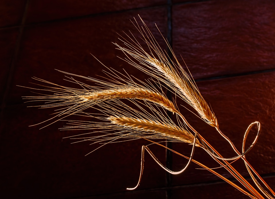 Health food golden light autumn