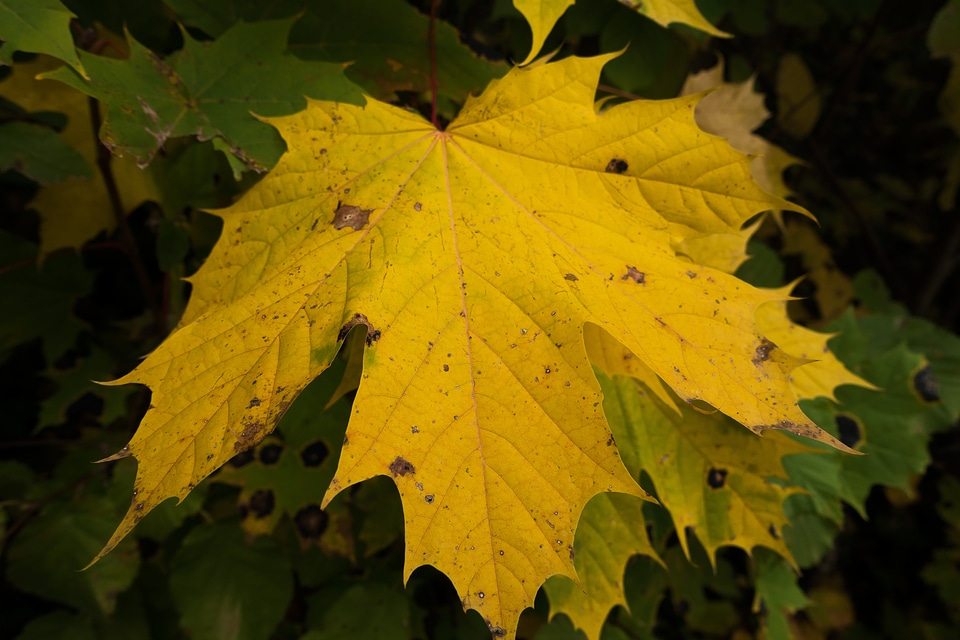 Yellow green leaves