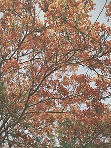 Trees leaves autumn photo