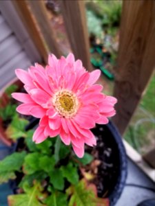 Day 288 this gerbera used to be yellow.