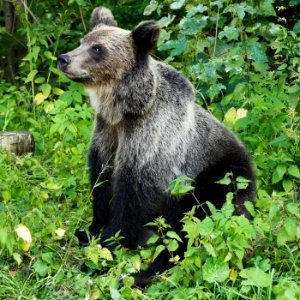 Wild Carpathian bear on the transfagarasan road