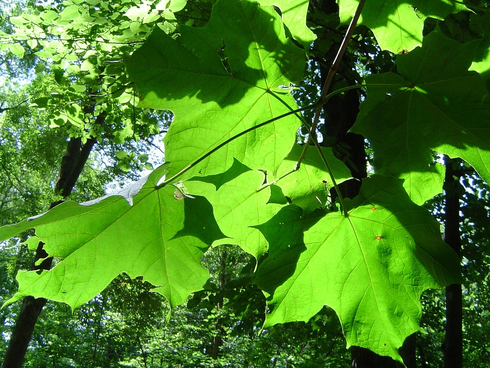 Nature plants green leaves
